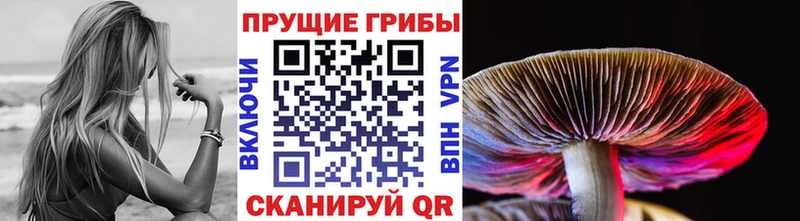Псилоцибиновые грибы Cubensis Гулькевичи